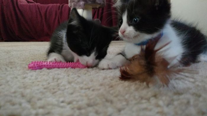 NWR: kitten names