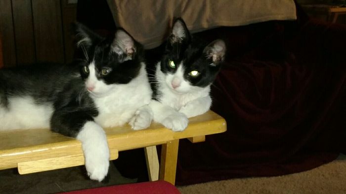 Fur babies