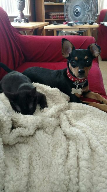 NWR- Puppy Lovin