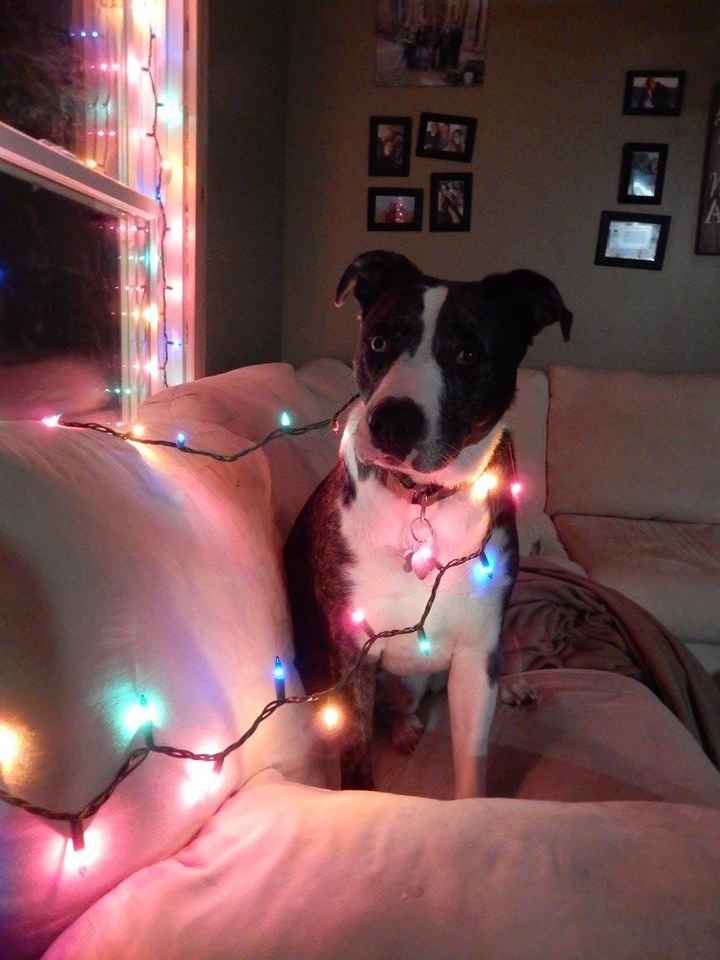 Show me your holiday photos!