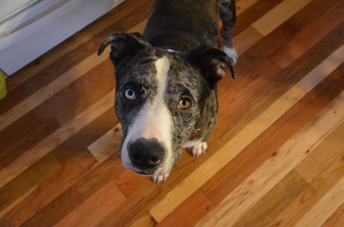 NWR:  Show me your fur babies!