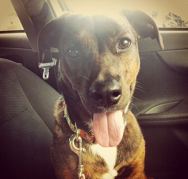 Show me your puppies!