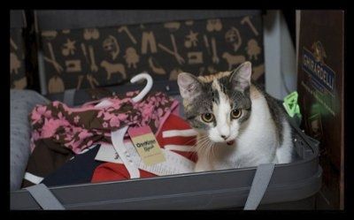 Let's see your pets!