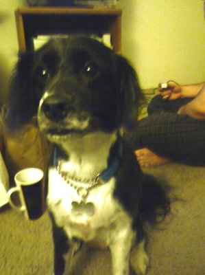 SBR: Meet my Fur-babies, lets see yours too