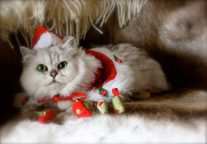 NWR:  It's Feline Friday...
