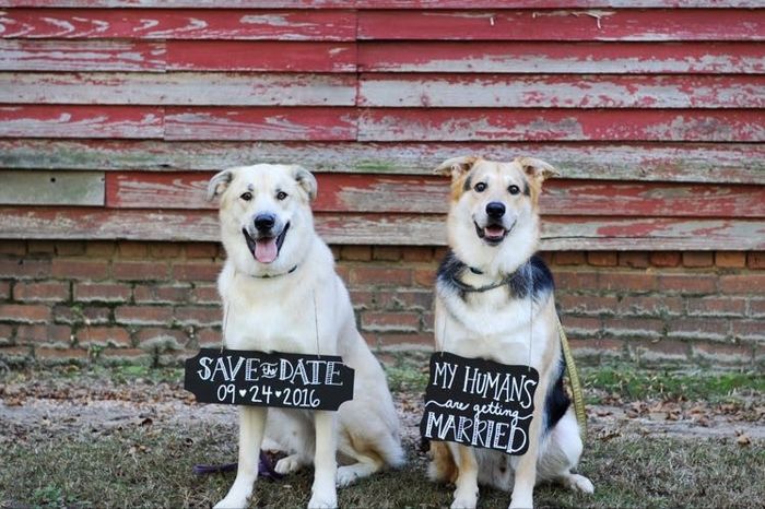 Fur babies with engagement/wedding photos