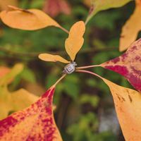Small diamond ladiessssss.....Let me see those small diamond halo's (half carat and lower)