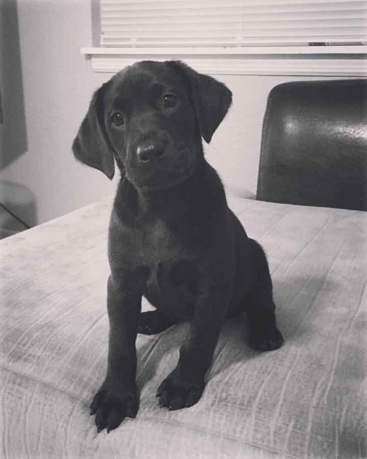 NWR: Puppy Friday!!