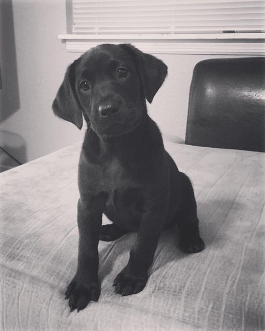 NWR: Puppy Friday!!