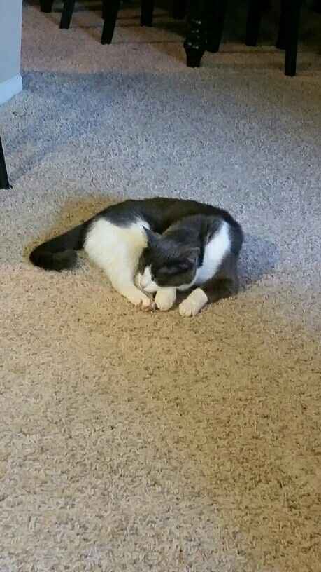 NWR: Name a weird/funny thing your pets do