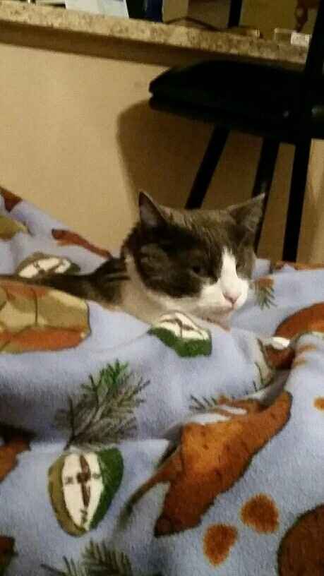 NWR-We just lost our family pet after 13 years.