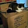NWR: Tomorrow is National Cat Day!