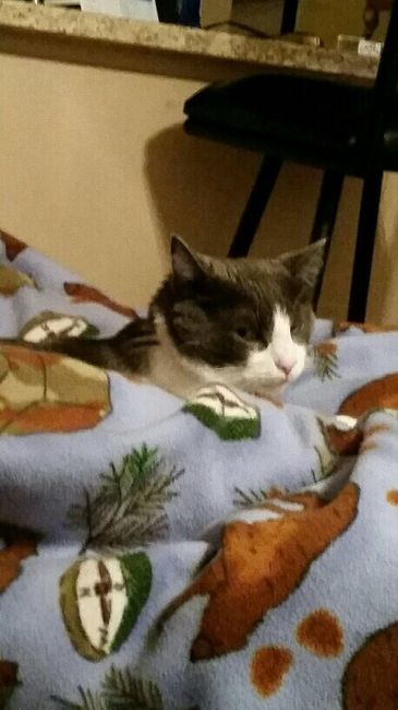 NWR-We just lost our family pet after 13 years.