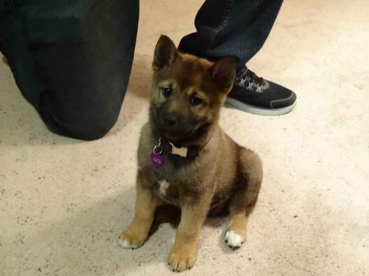 Need cheering up. Show me your puppies!