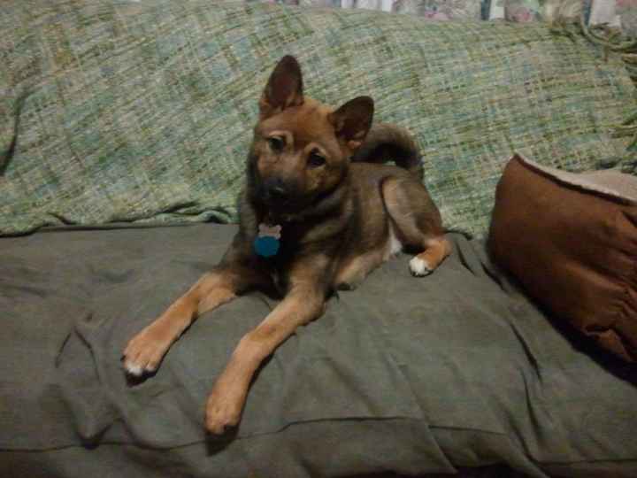 Need cheering up. Show me your puppies!