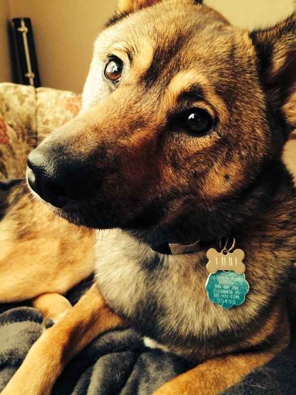 Show me your puppies!