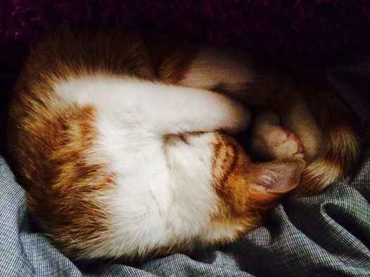 NWR:  It's Feline Friday...