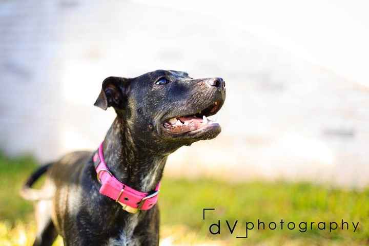 NWR: Fur baby thread!