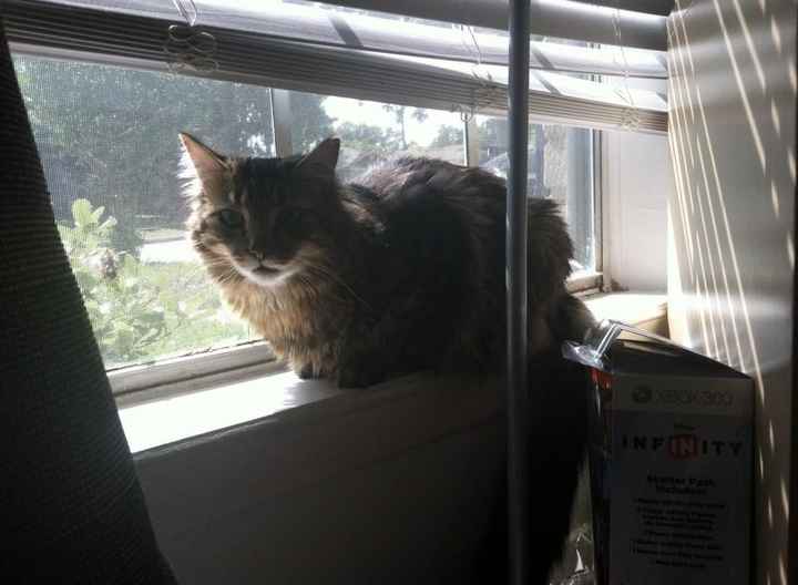 NWR: Fur baby thread!