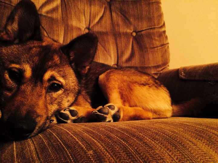 NWR: Fur baby thread!