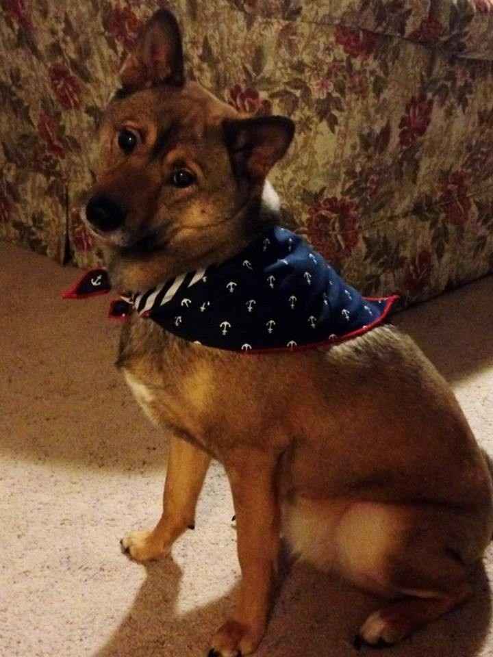 your fur babies baby pics- share'em if you got'em