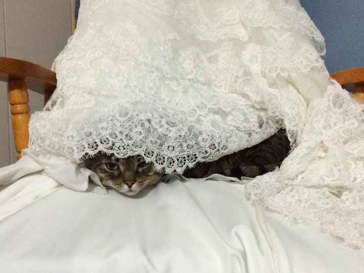 NWR: At least someone is still getting use out of my wedding dress....