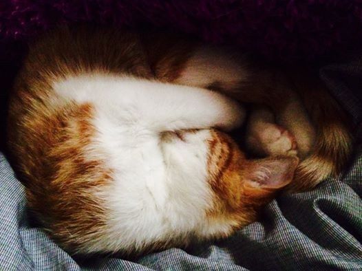 NWR:  It's Feline Friday...