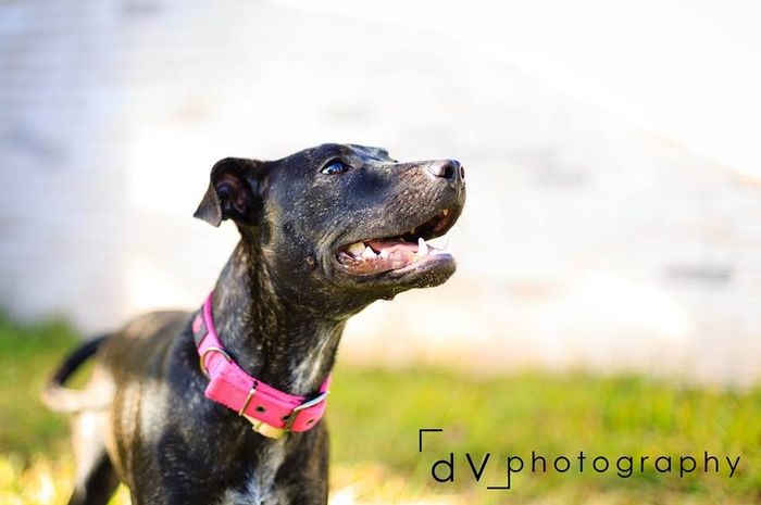 NWR: Fur baby thread!