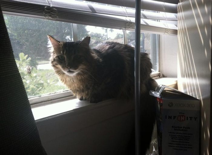 NWR: Fur baby thread!