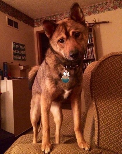 Show me your Furbabies!
