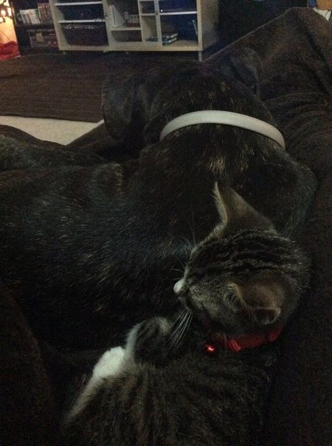 Nwr: we just adopted a new kitty