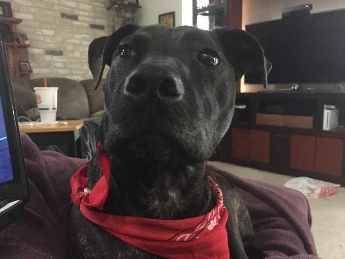 Fur baby friday!