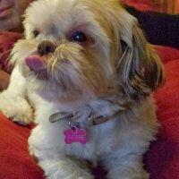 NWR: Bored? Show off your pets!