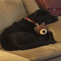 NWR: Puppies and fur babies!