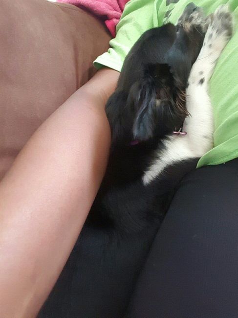 NWR- furbaby is glued to my hip