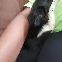 NWR- furbaby is glued to my hip