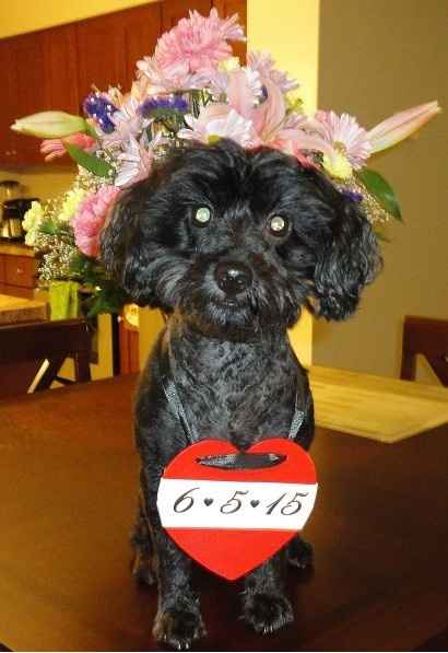 Will your Fur Baby be in your Wedding????