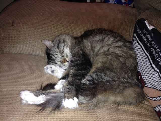 Positive thoughts and pictures of fluffy pets please