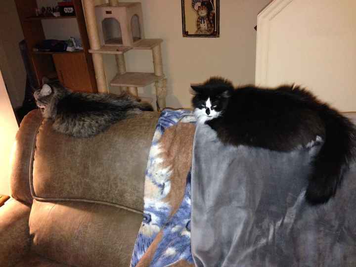 Today is National Pet Day! Let's see those fur babies :)