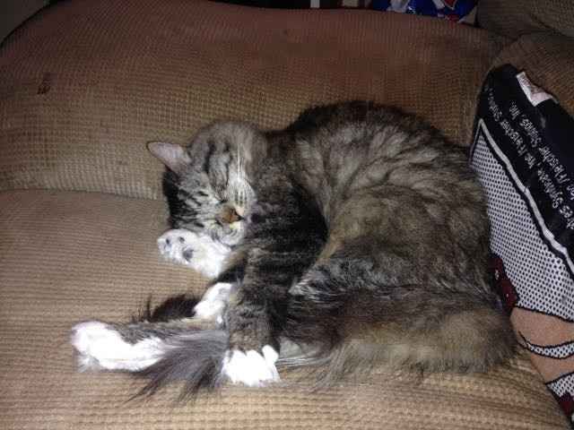 Show me your fur babies!