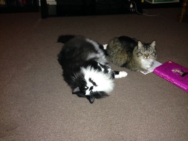 NWR: Tomorrow is National Cat Day!