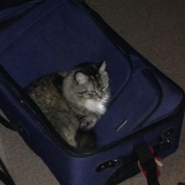 KWR: Who else missed their pets?