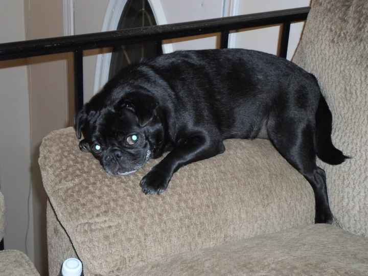 NWR: This is awesome...NOT!! Trying to find a Boston Terrier