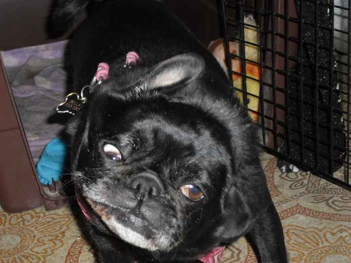 NWR: This is awesome...NOT!! Trying to find a Boston Terrier