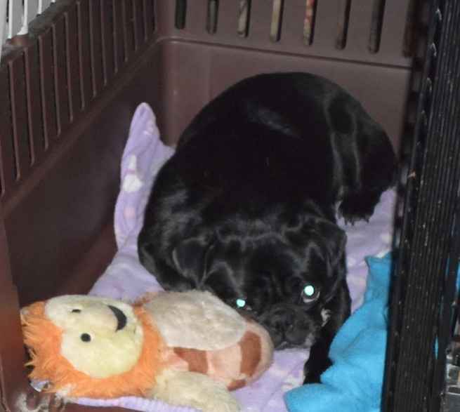 NWR: post pics of your pets!!