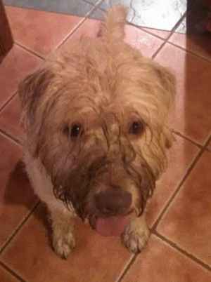NWR- Does anybody want a dog?