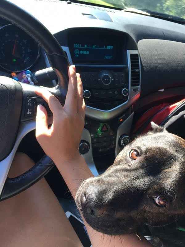 Spinoff: Show us your rescues!