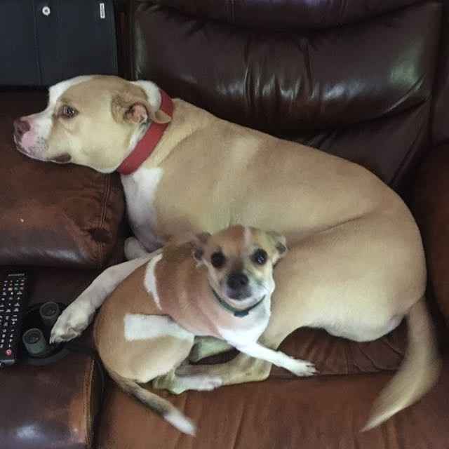 Spinoff: Show us your rescues!