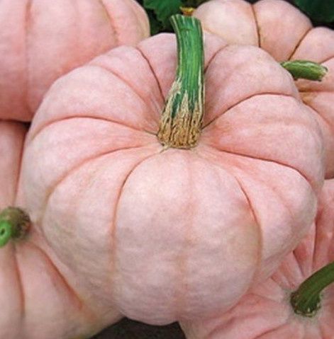 October Brides....PUMPKINS?
