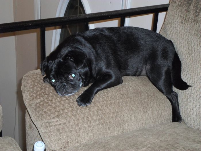 NWR: This is awesome...NOT!! Trying to find a Boston Terrier